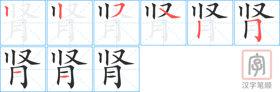 肾的笔顺分步演示（一笔一画写字）